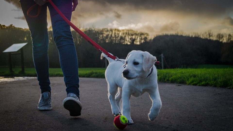 How Long Can You Walk A 10 Week Old Puppy