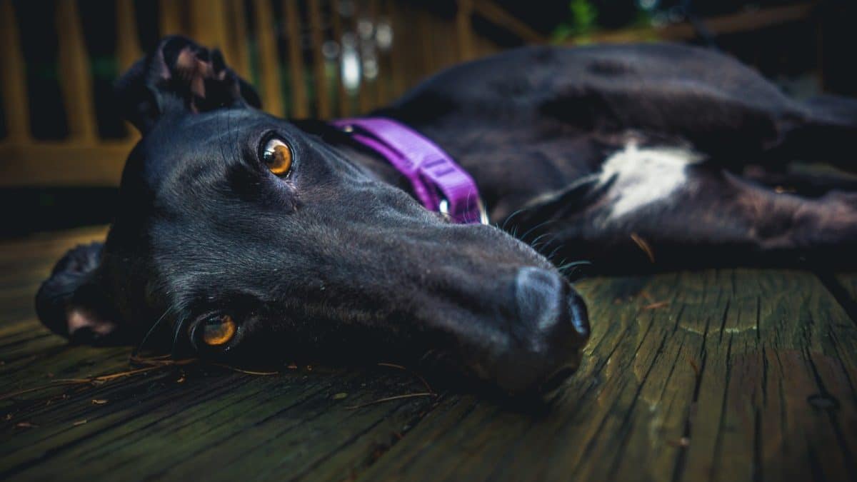 How to Adopt a Dog in Las Vegas Rescues, Fees and More