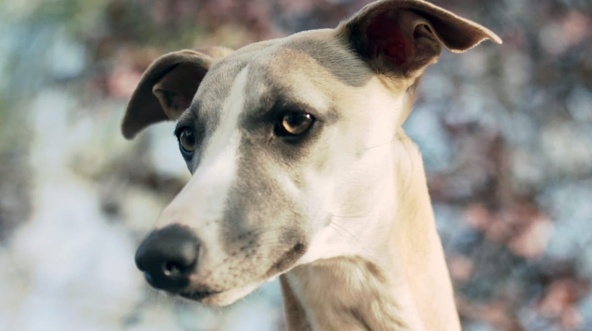 Top 101 Greyhound Names of the Year The Dog People by