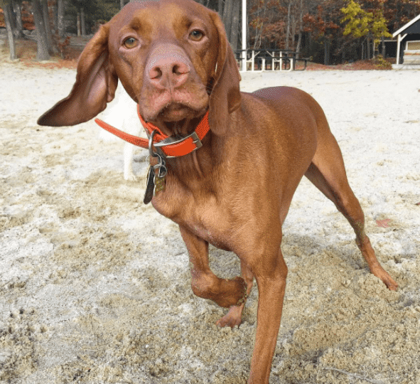 Can Dogs Walk On 3 Legs