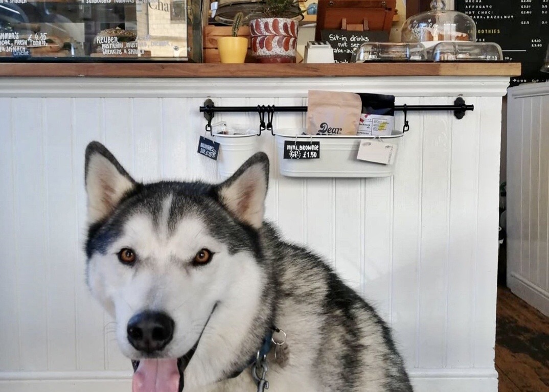Top 10 DogFriendly Cafes in Edinburgh The Dog People by