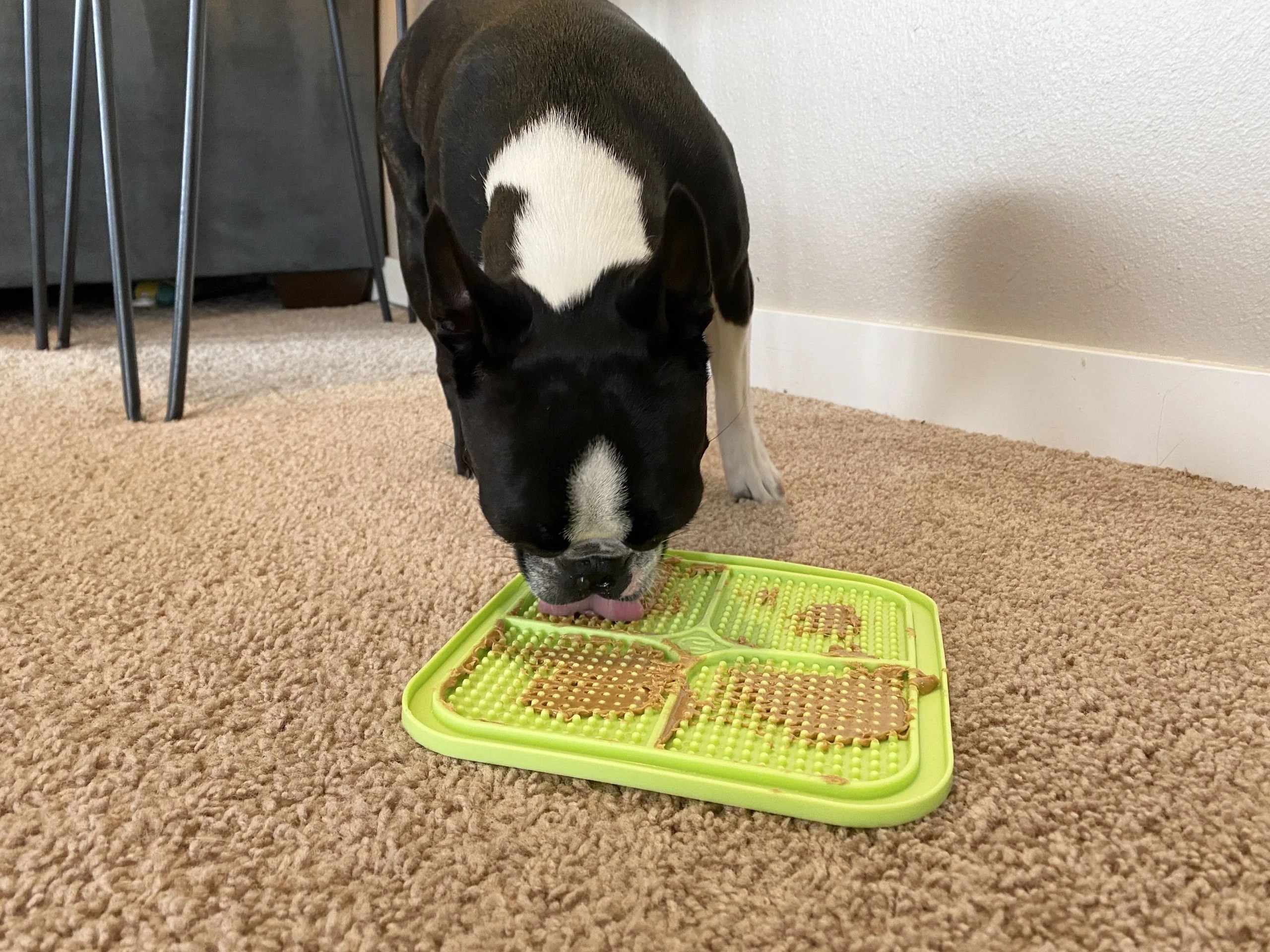 Lick Mats for Dogs Our Review of the Popular Enrichment Toys