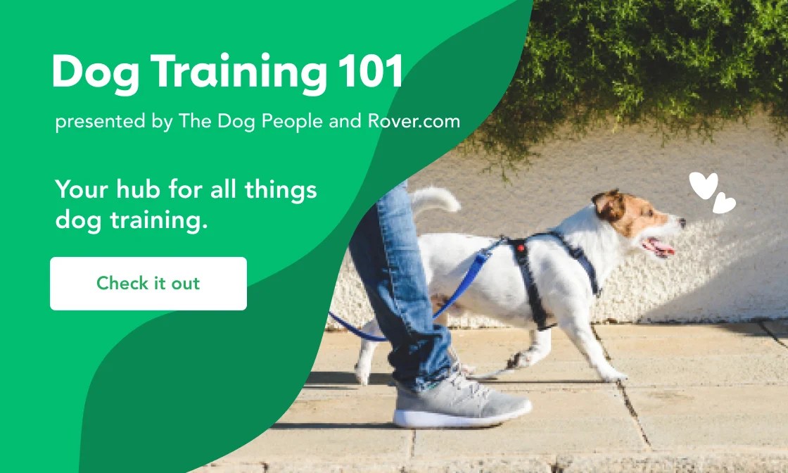 A Guide To Basic Dog Training