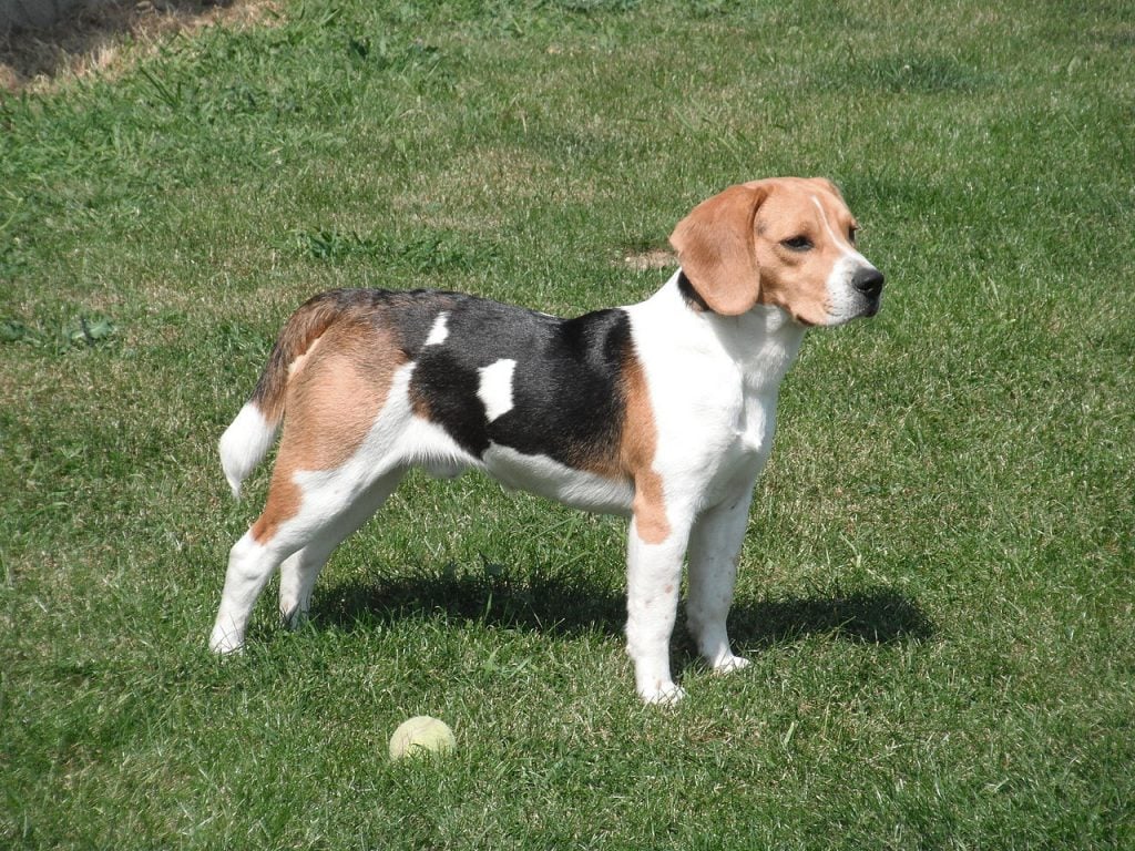Beagle Dog Breed Facts & Information The Dog People by