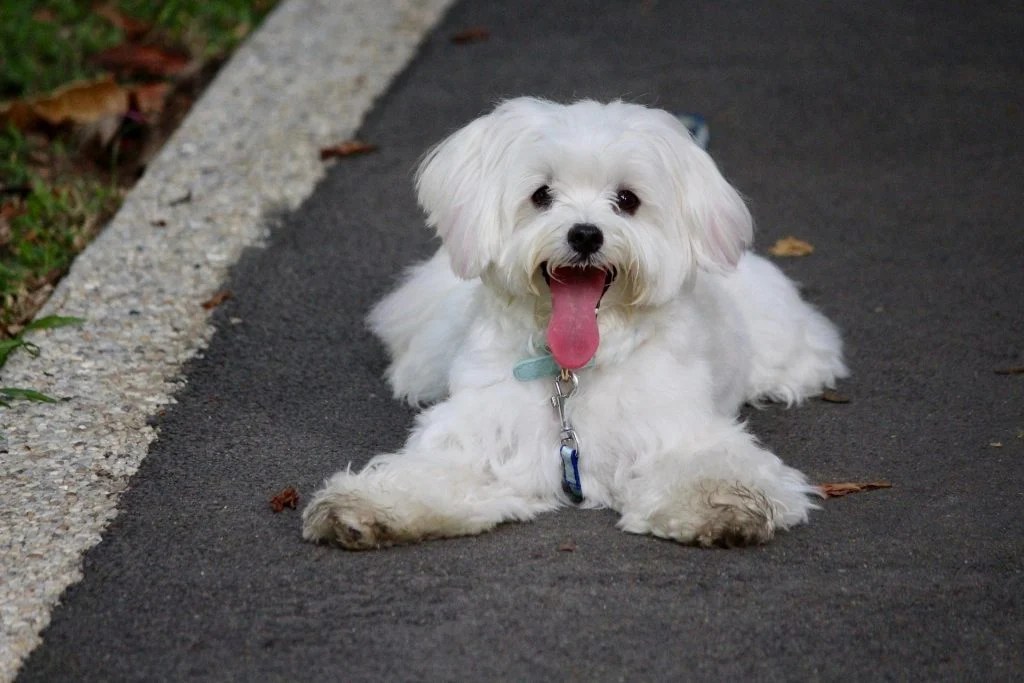 Maltese Dog Breed Facts & Information The Dog People by