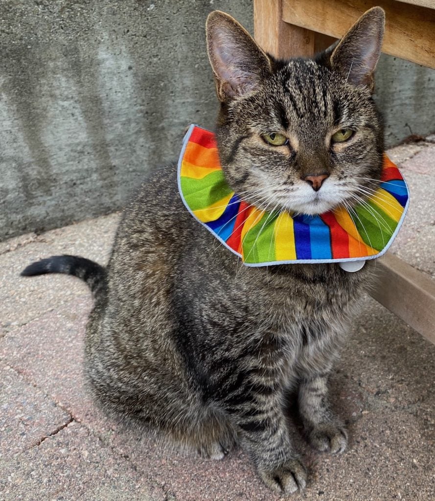 How To Get A Collar On A Scared Cat at Eldon Ross blog
