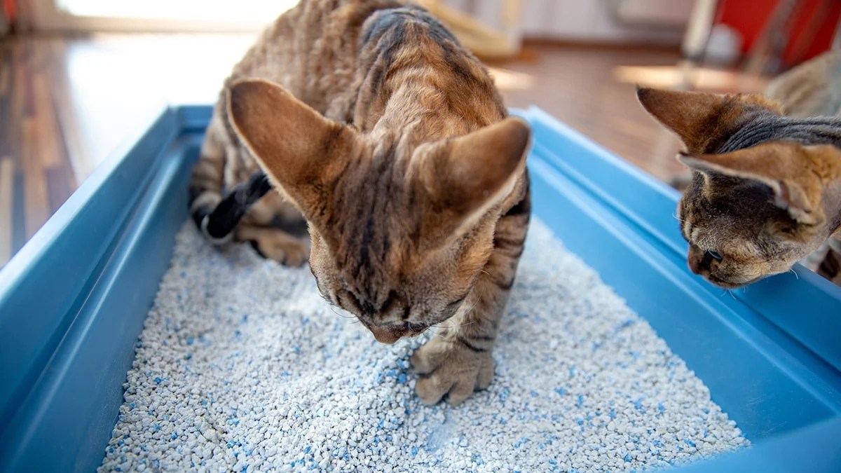 The 9 Best DustFree Cat Litters