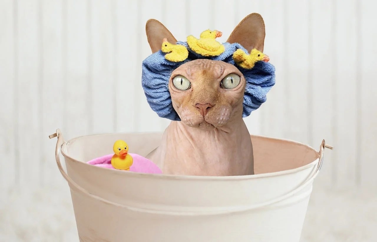 Cat Conditioner Finding the Best Cat Conditioner