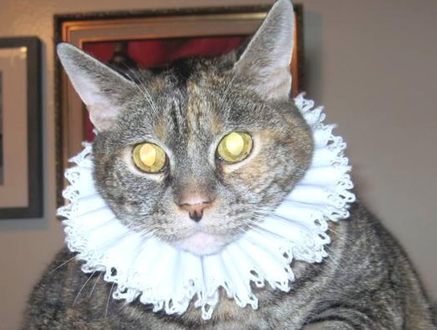 Elizabethan Cat Collars The Best Cat Recovery Collars and Suits