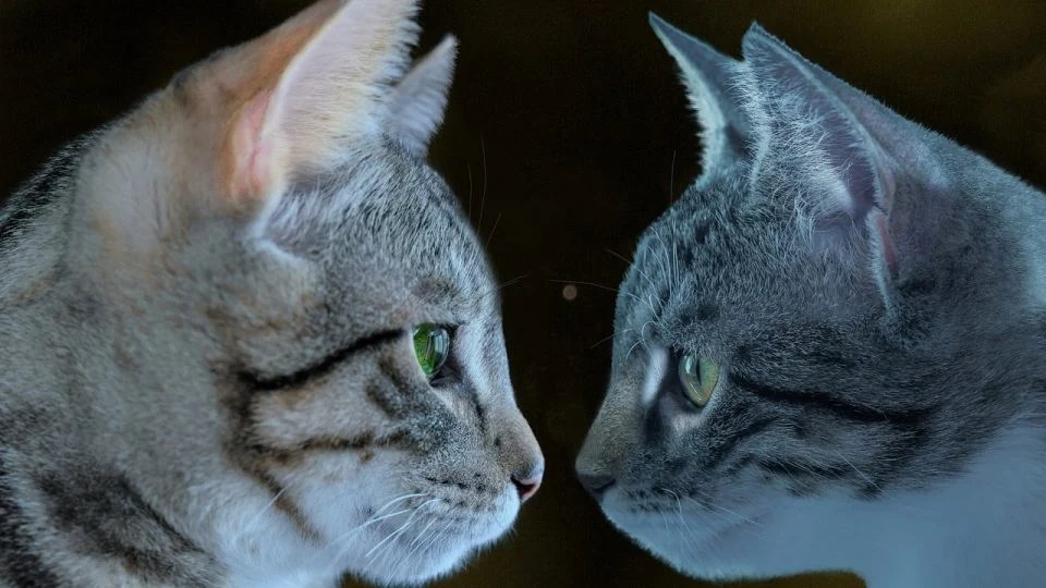 How Do Cats Communicate With Each Other? Cat Communication Cues Revealed!
