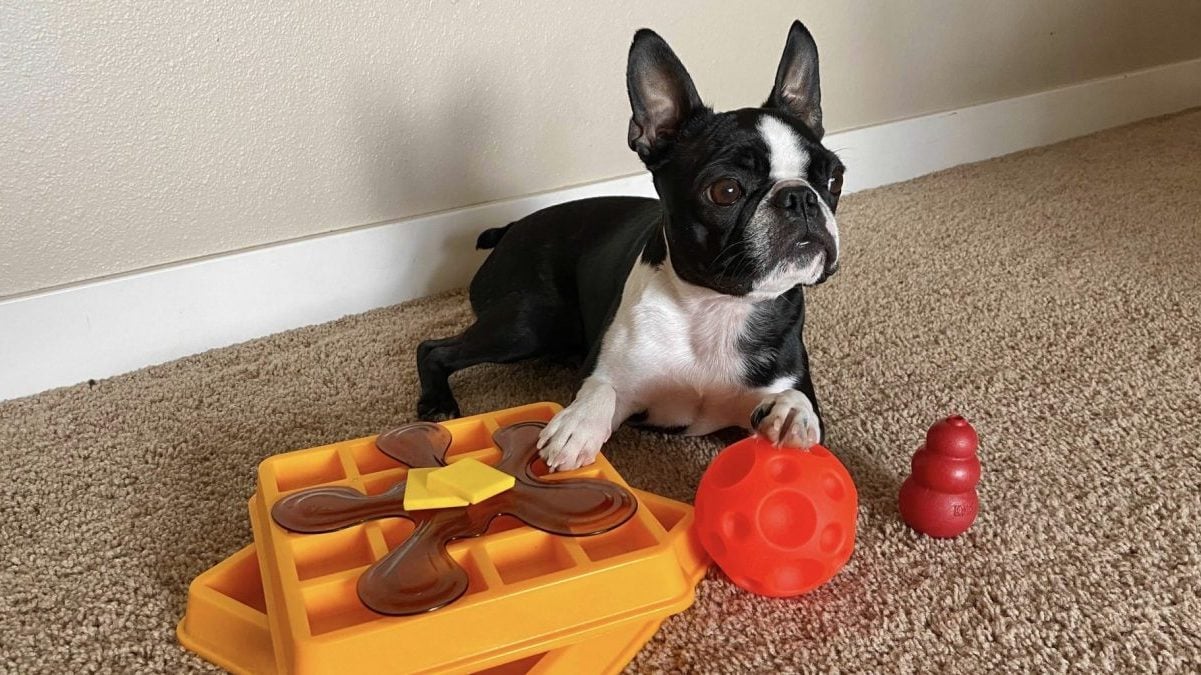 20 Best Puzzle Toys for Dogs