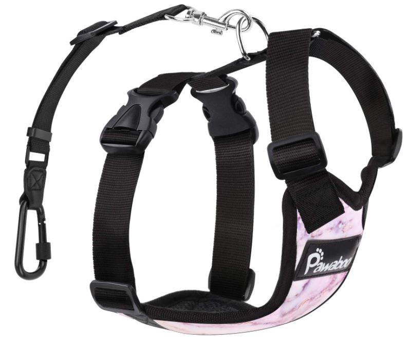 Looking For A Shih Tzu Harness? Check Out Our Top 5 Picks