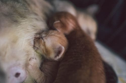 Is My Cat Pregnant or Just Overweight? All Your Dog News