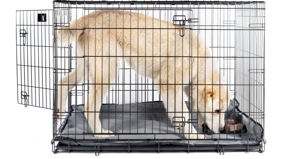 Large Dog Crates The Best Roomy and Reliable Kennels
