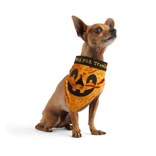 The 9 Best Dog Pumpkin Costumes K9 Pie