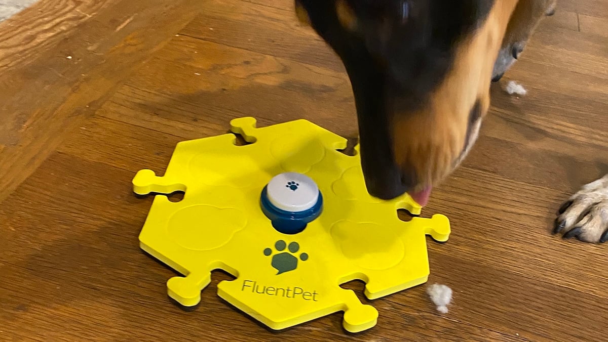Rover Test Pup Reviews the FluentPet Dog Talking Button Kit