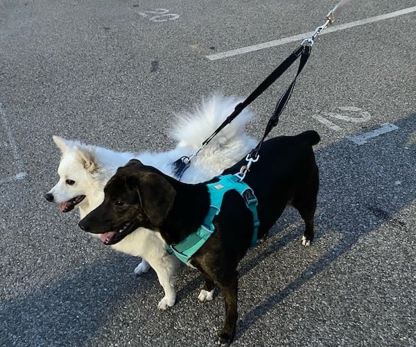 The 7 Best Double Dog Leashes for Walking Two Dogs at Once