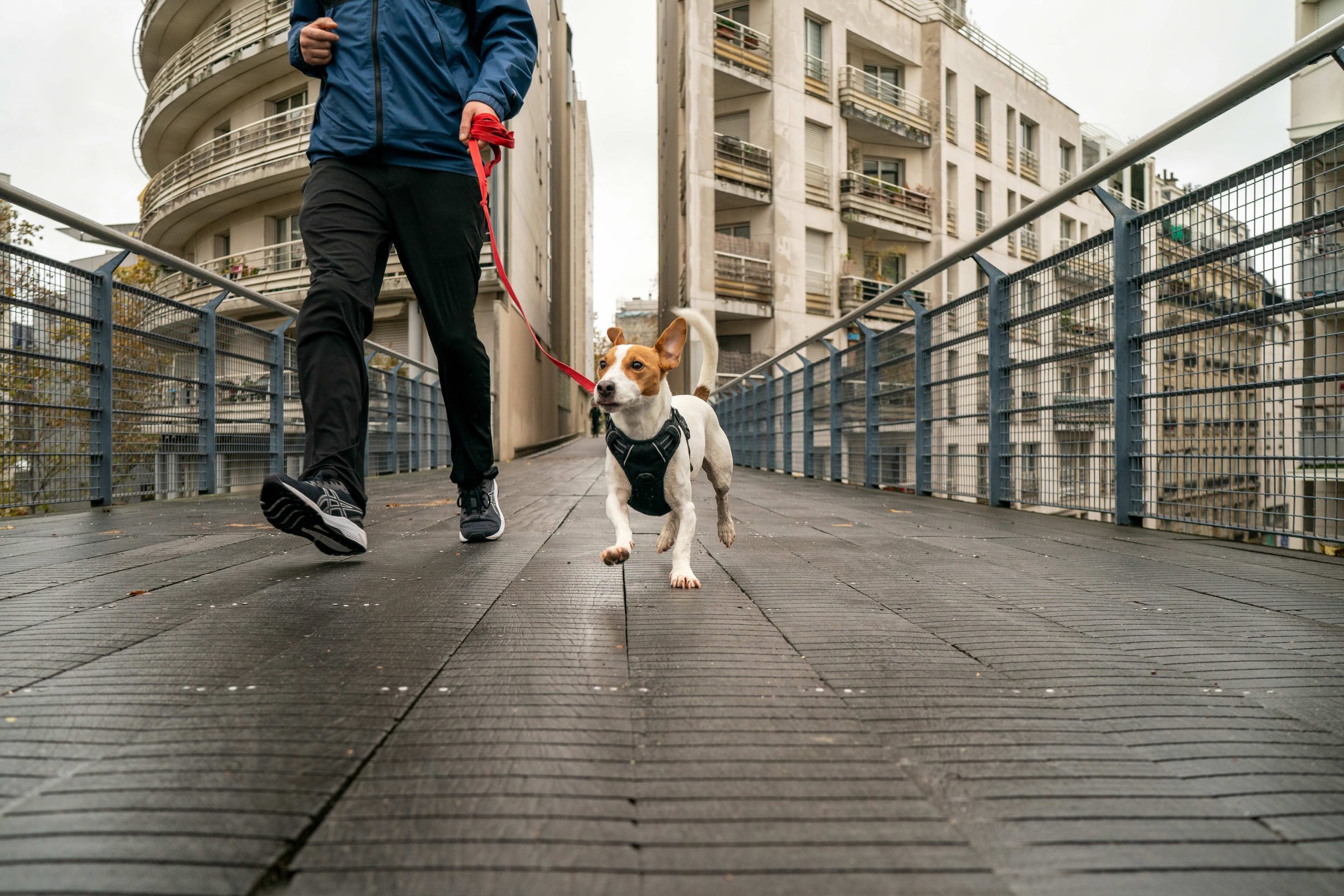 Know Before You Go New CDC Import Requirements for Dogs Entering the U