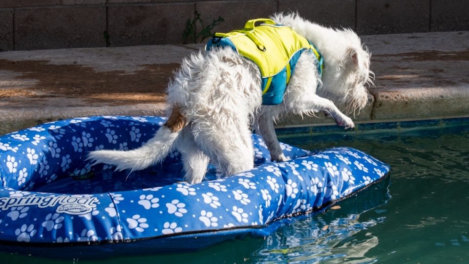 Testing a Dog Pool Float Does the SwimWays Raft for Pups Hold Up?