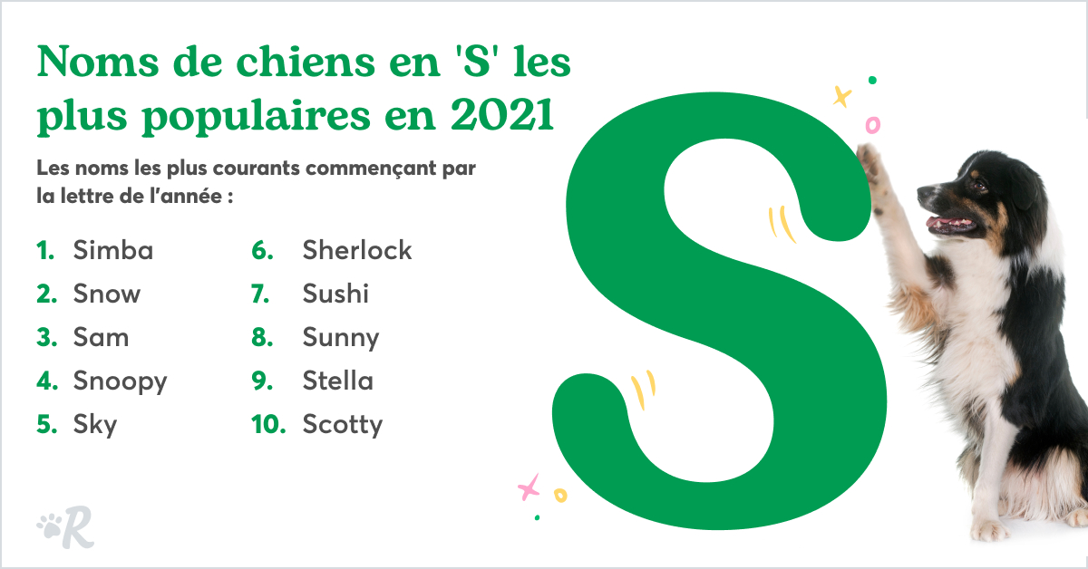 nom de chien en s 2023 Top Des Noms De Chiens En 2021 | Par Rover.com