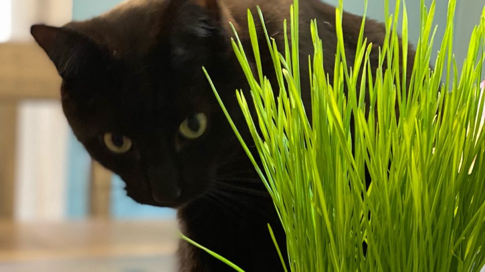 Cat Grass Kit A Surprisingly Easy DIY To Save Your Houseplants