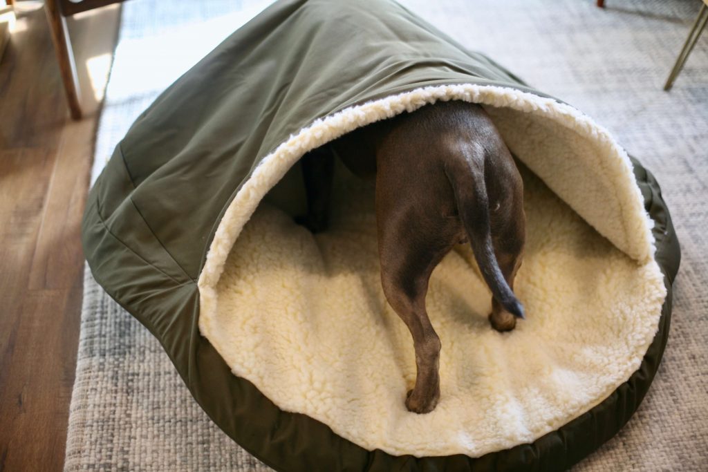 Review Rover Test Pups Try Snoozer’s Cozy Cave Bed in Large