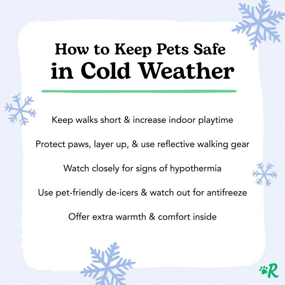 Do Cats Get Cold? How to Keep a Cat Warm in Winter