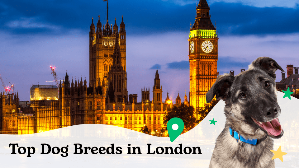 The Most Popular Dog Breeds in London
