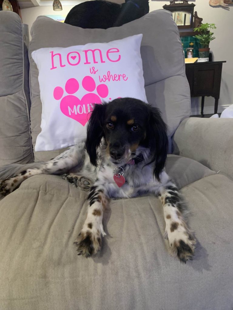 Operation Blankets of Love Swoops in When Shelters Are in Need