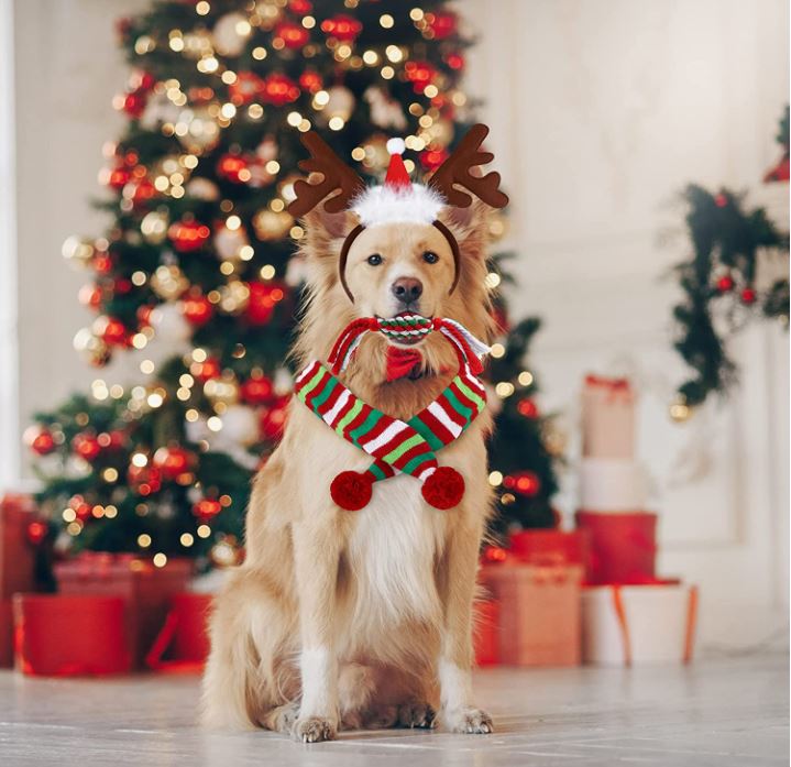 Total 101+ imagen dog christmas outfit Abzlocal.mx