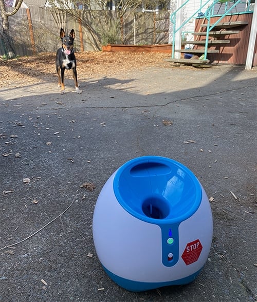 iFetch Ball Launcher We Put an Automatic Ball Thrower to the Test