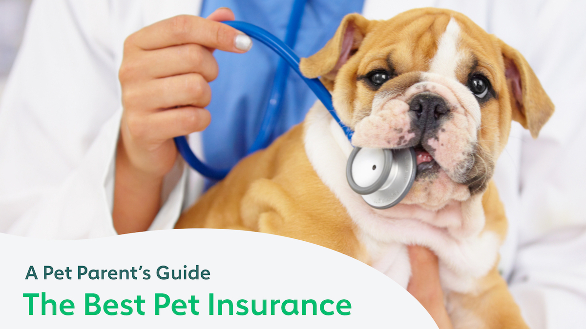 The Best Pet Insurance Companies A Pet Parent's Guide