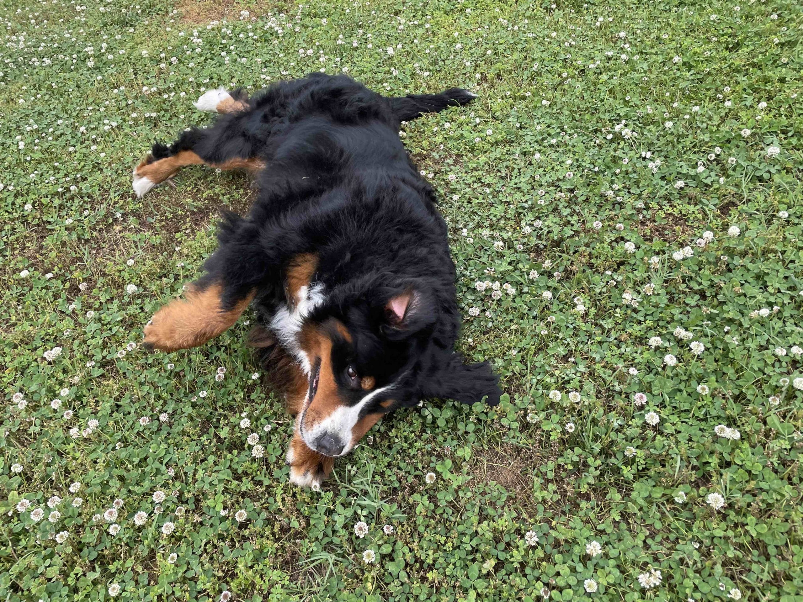 What Is The Difference Between Cat And Dog Shampoo