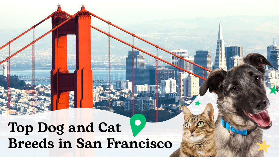 The Most Popular Cat and Dog Breeds in San Francisco