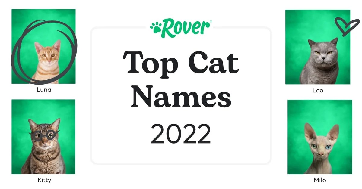 The 100 Most Popular Cat Names of All Time