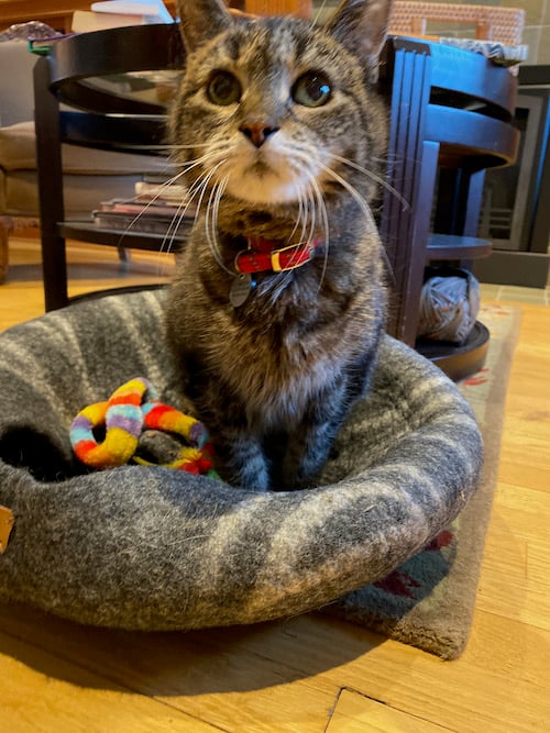 The Meowfia Felt Cat Cave Is Is It Practical for Cats?