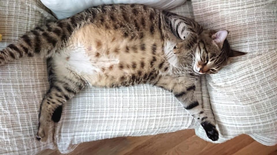 Bloating In Cats 12 Common Causes & How To Treat It