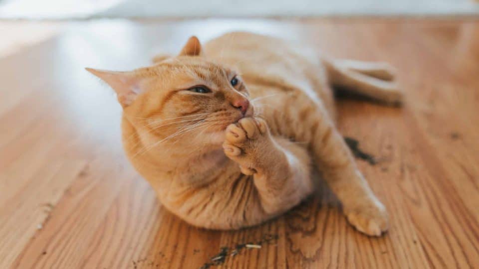 What Does Catnip Do To Cats?