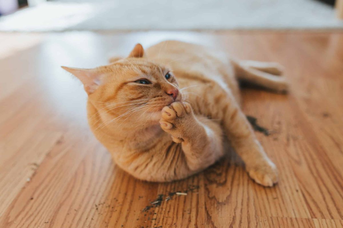 What Does Catnip Do To Cats?