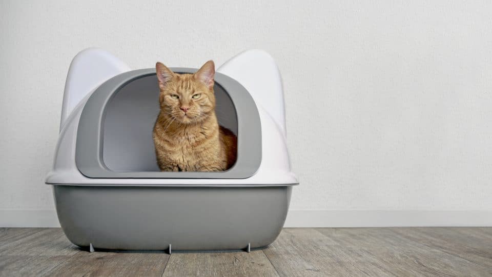 My Cat Has Diarrhea What Do I Do? vlr.eng.br