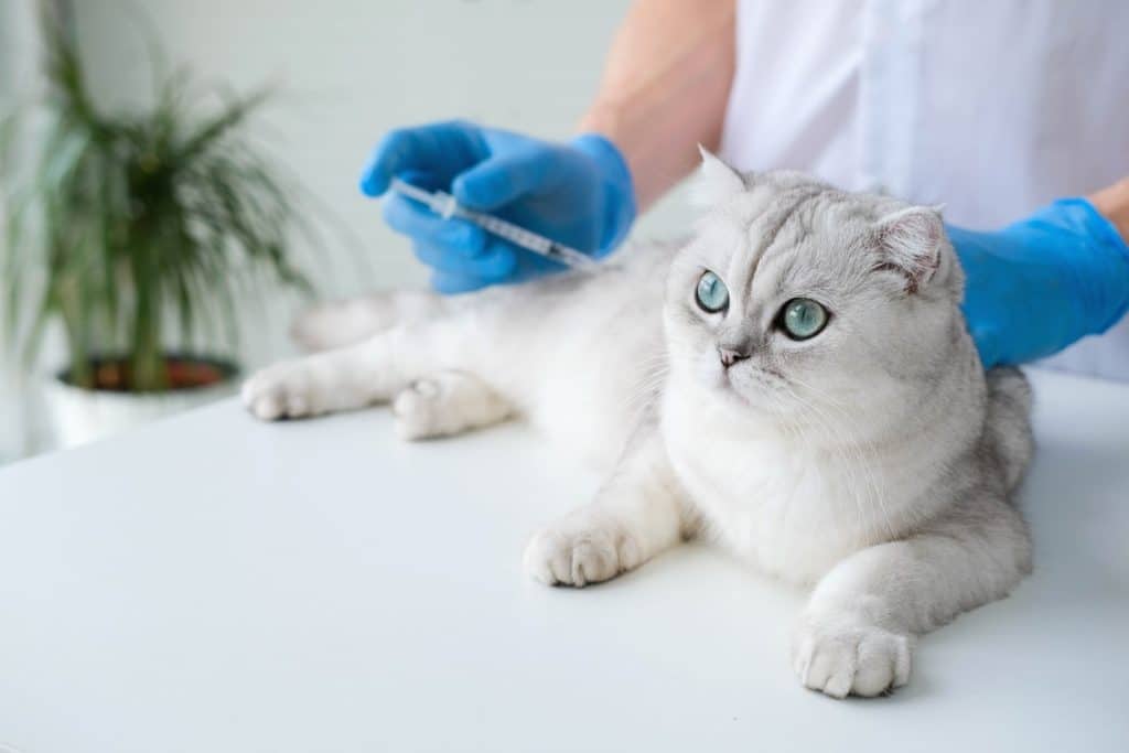 A Comprehensive Cat Vaccination Schedule