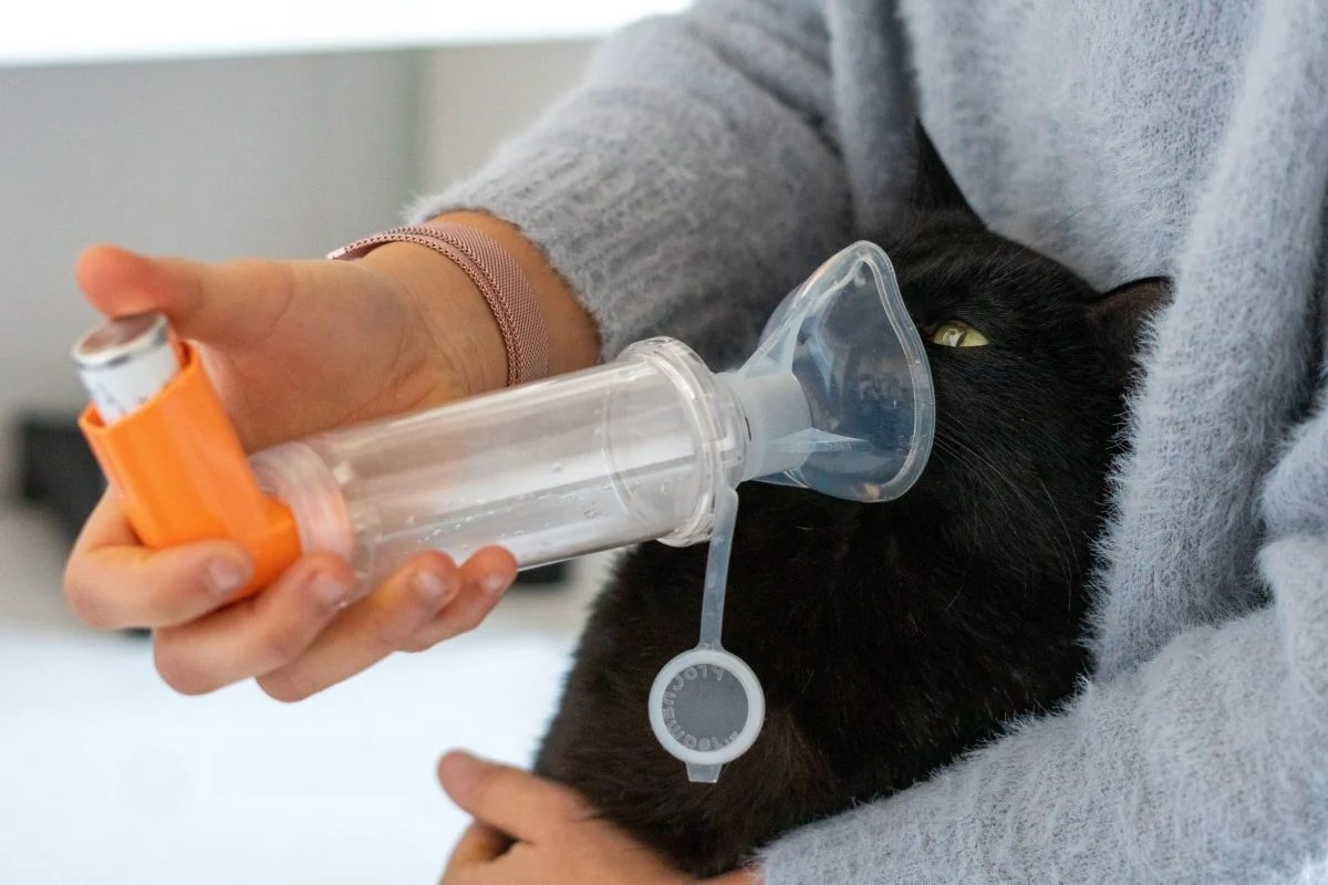 Cat Asthma What It Is, Causes, Symptoms & Treatment