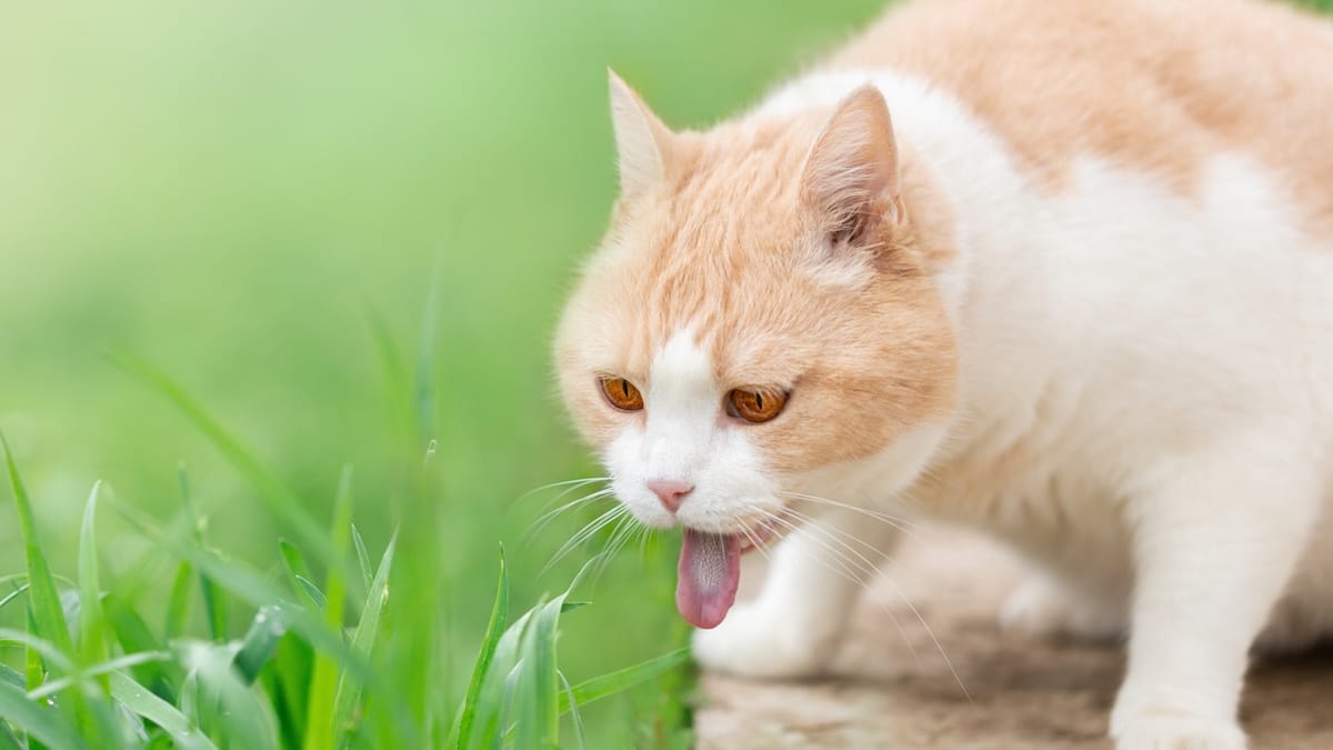 Do Cats Burp