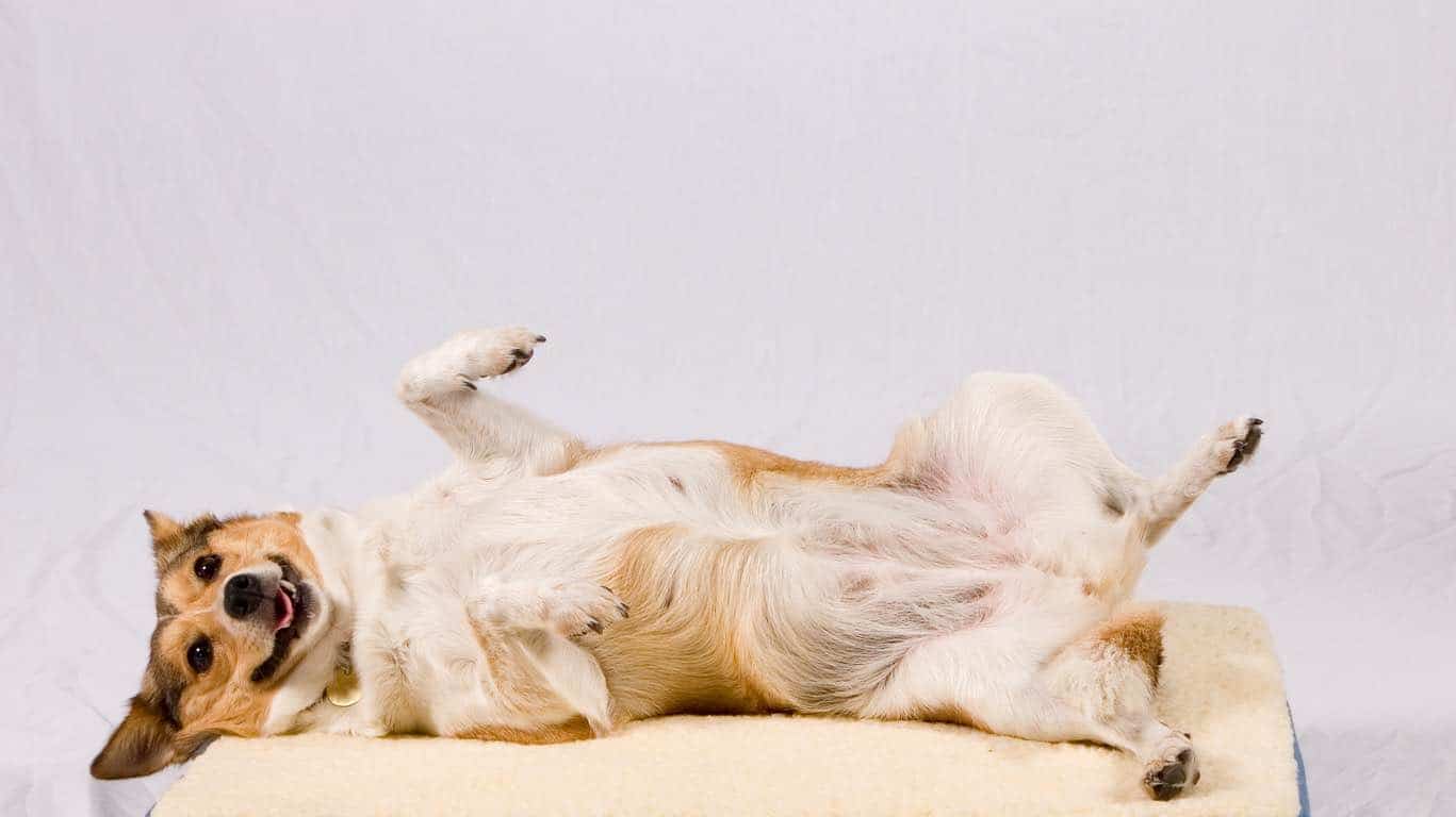 Do Dogs Have Belly Buttons? Spot Problems With Your Dog's Navel