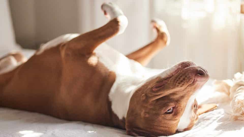 Why Do Dogs Roll On Their Backs & How To Stop It