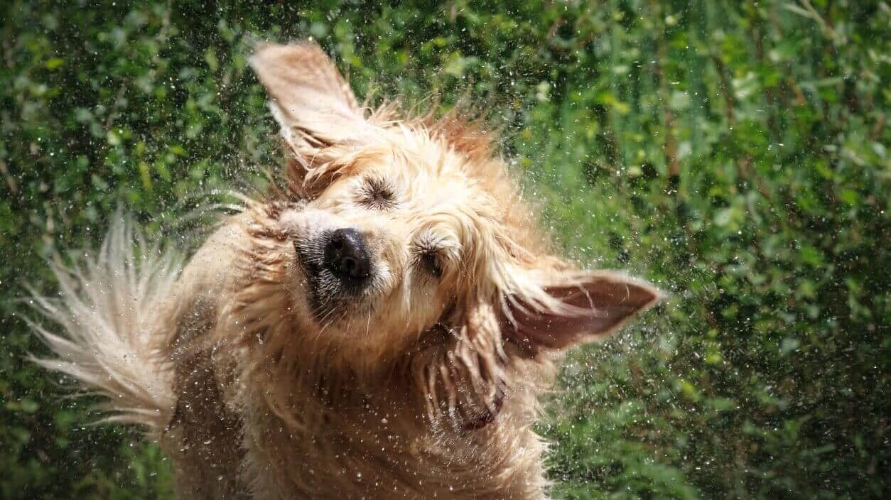Why Does My Dog Shake When He Is Hungry at Billy Speegle blog
