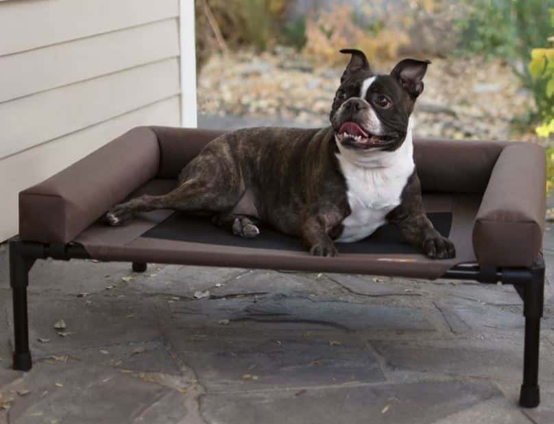 The 10 Best Dog Beds for Pit Bulls