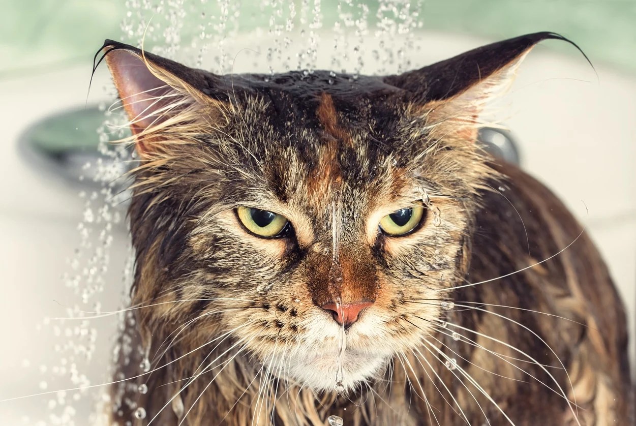 Why Do Cats Hate Water? 5 Reasons & Tips for Bath Time