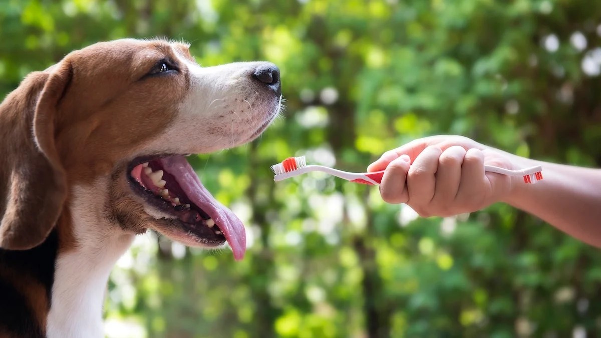 Do You Really Need To Brush Your Dog’s Teeth? Experts Explain