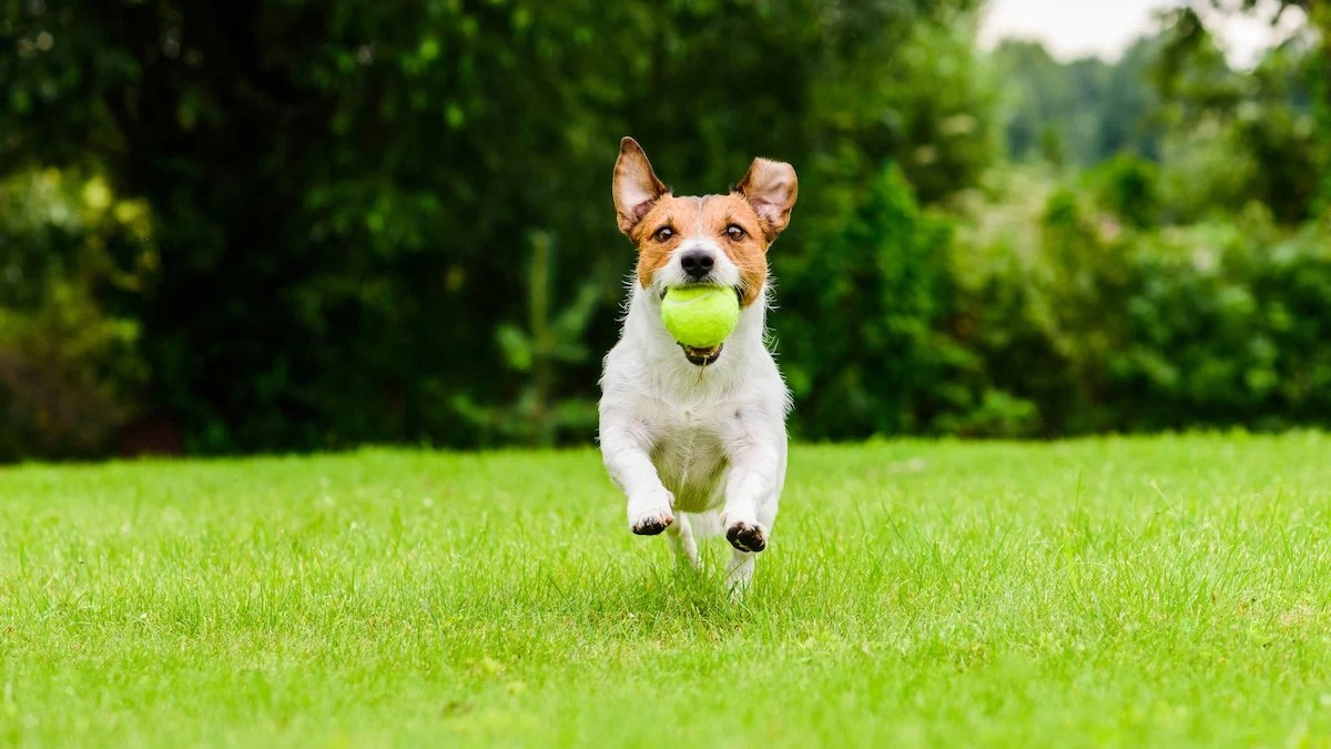 Why Do Dogs Fetch Balls